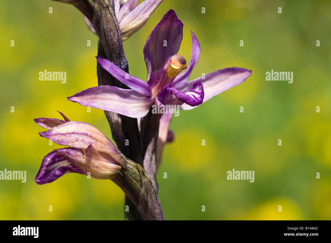 Violette Limodore (Limodorum Abortivum) in voller Blüte. Diese attraktive Orchidee finden Sie oft in Südfrankreich. Stockfoto
