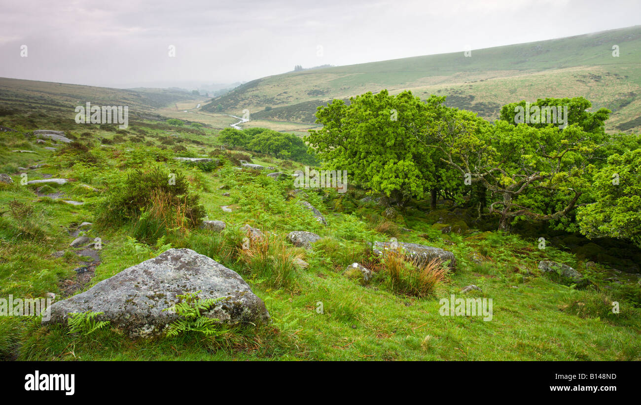 Wistmans Holz National Nature Reserve in Dartmoor Nationalpark Devon England Stockfoto