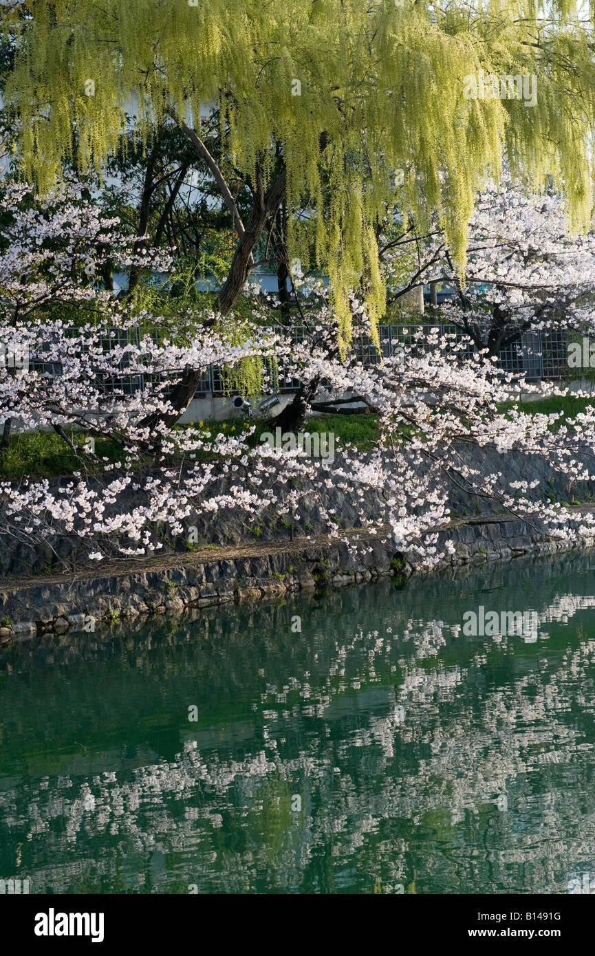 Kyoto, Japan. Kirschblüte entlang des Kanals um Okazaki-Park Stockfoto