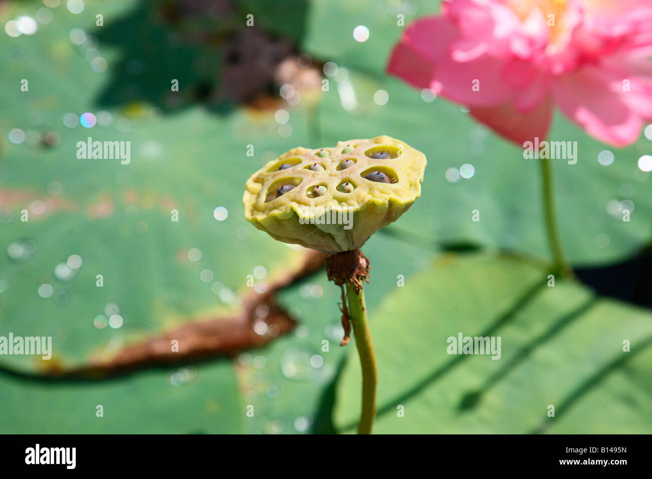 Lotus-Obst Stockfoto