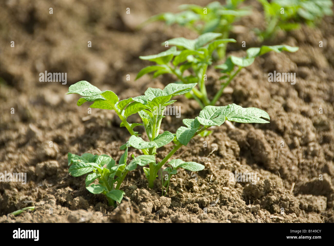 Stock Foto von Kartoffel Pflanzen, da sie gerade erst anfangen, in der Erde einen Gemüsegarten wachsen Stockfoto