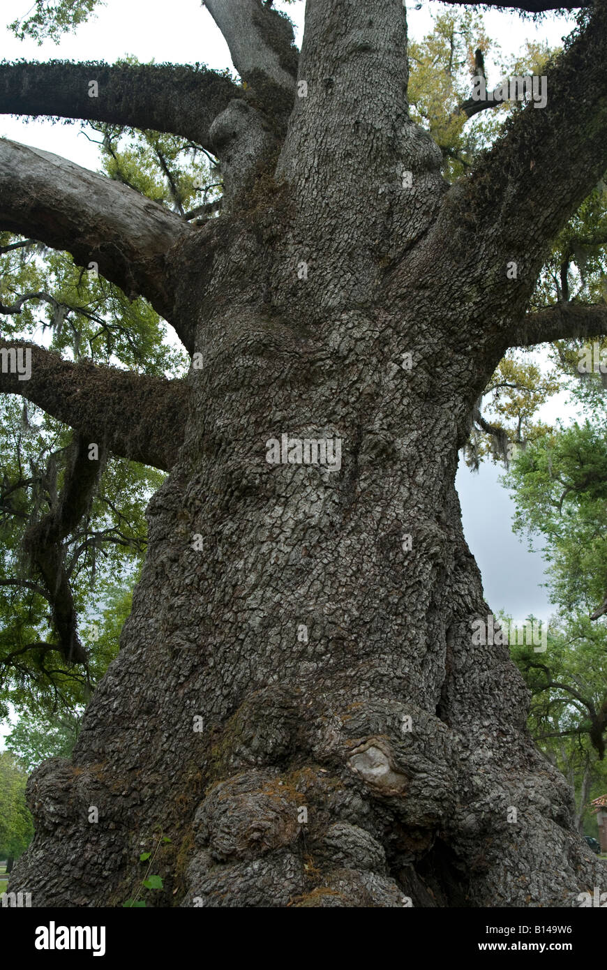 Live Oak Baumstamm in New Orleans Louisiana fotografiert Stockfoto