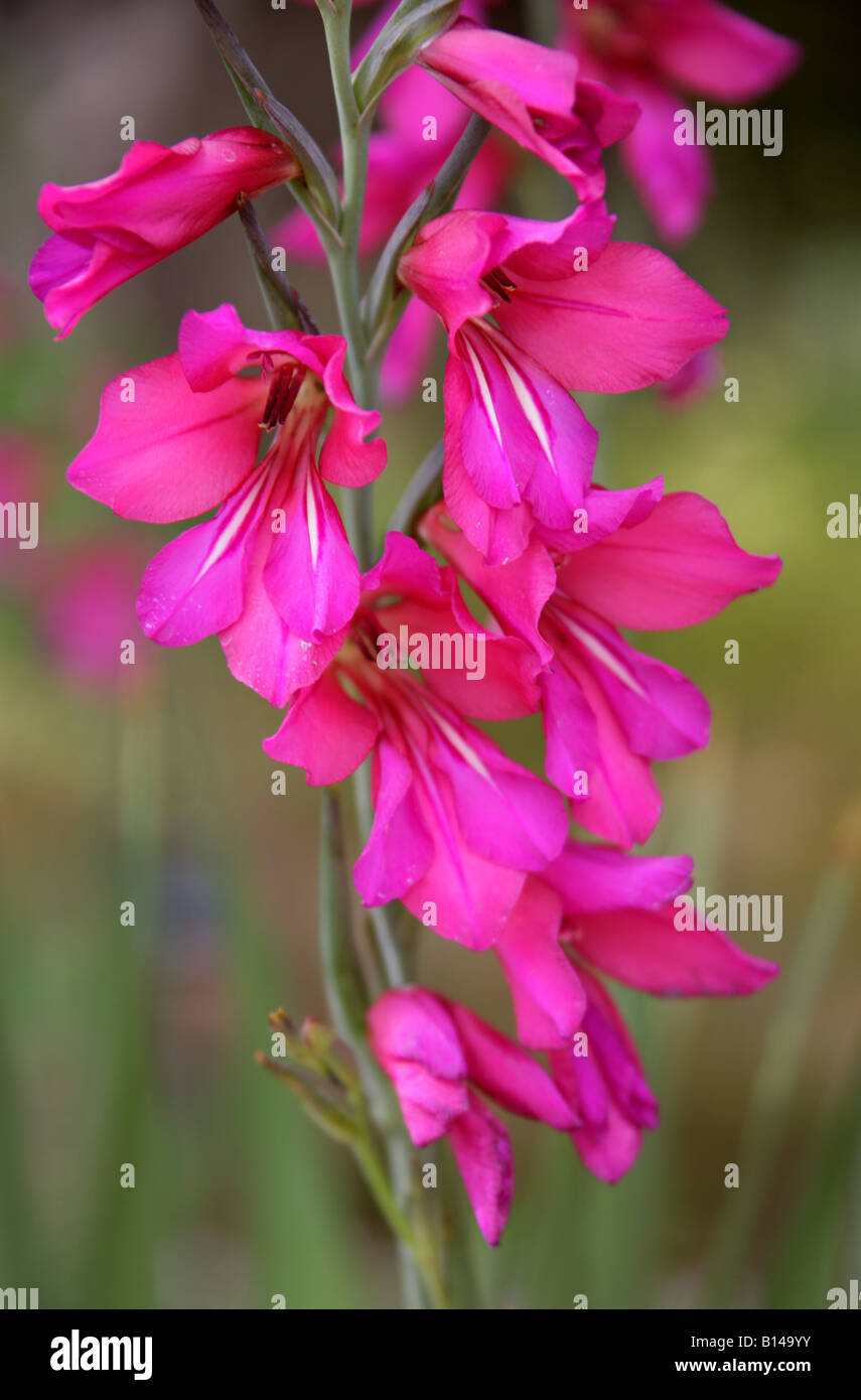 Schwertlilie aka Whistling Jack oder östlichen Gladiole Gladiolus Communis Subsp Byzantinus Iridaceae Mittelmeer Stockfoto