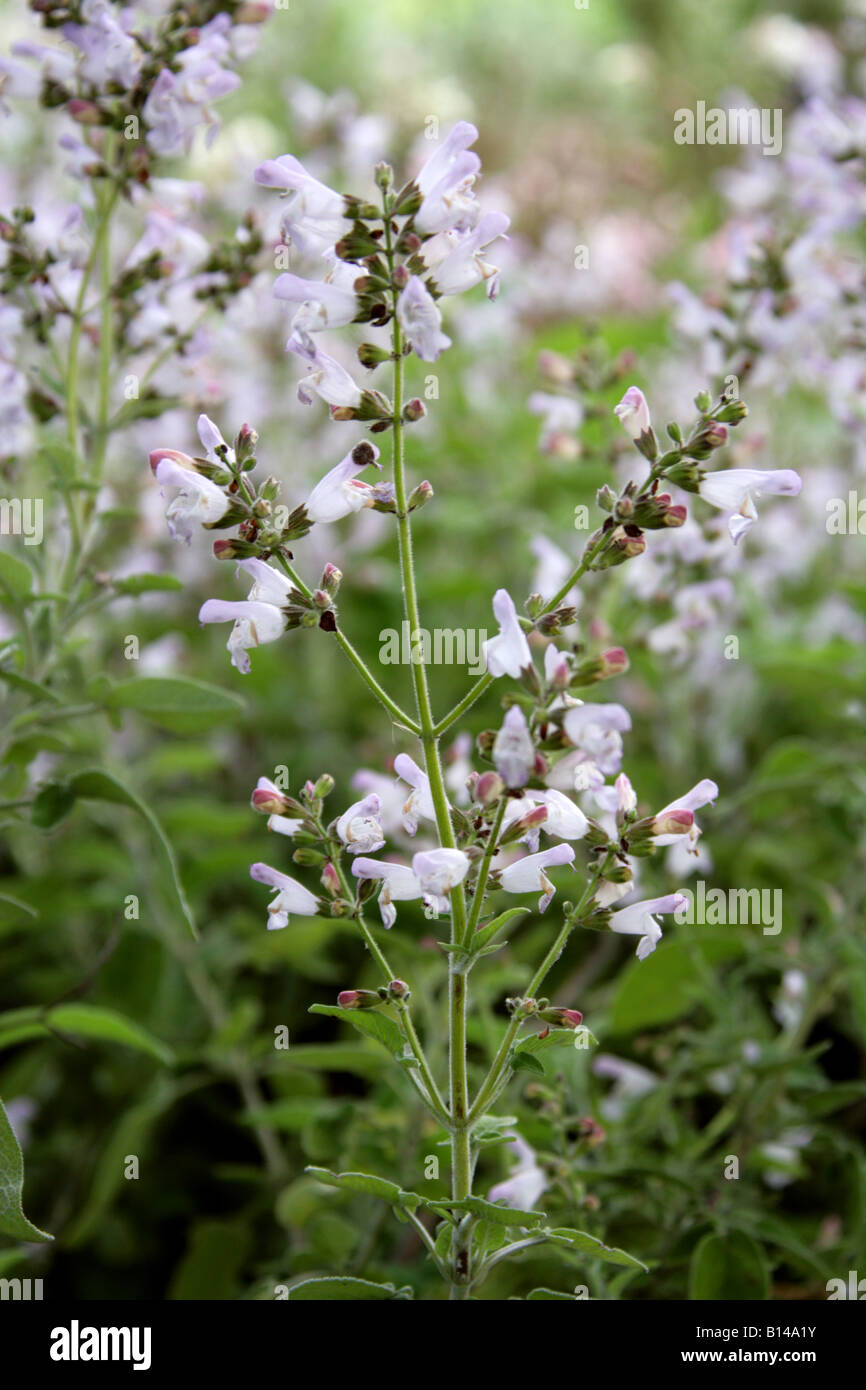 Salvia fruticosa Fotos und Bildmaterial in hoher Auflösung Alamy