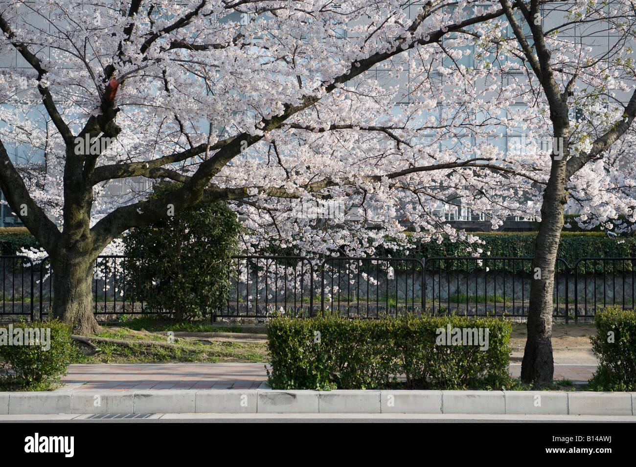 Kyoto, Japan. Kirschblüte entlang des Kanals um Okazaki-Park Stockfoto