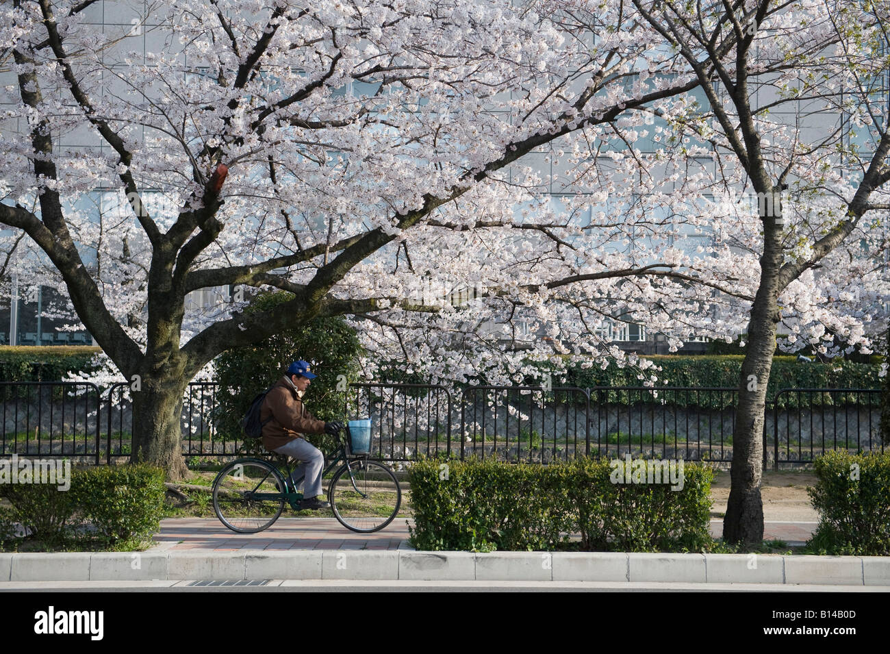 Kyoto, Japan. Ein Mann-Zyklen auf dem Bürgersteig unter die Kirschblüte entlang des Kanals um Okazaki-Park Stockfoto