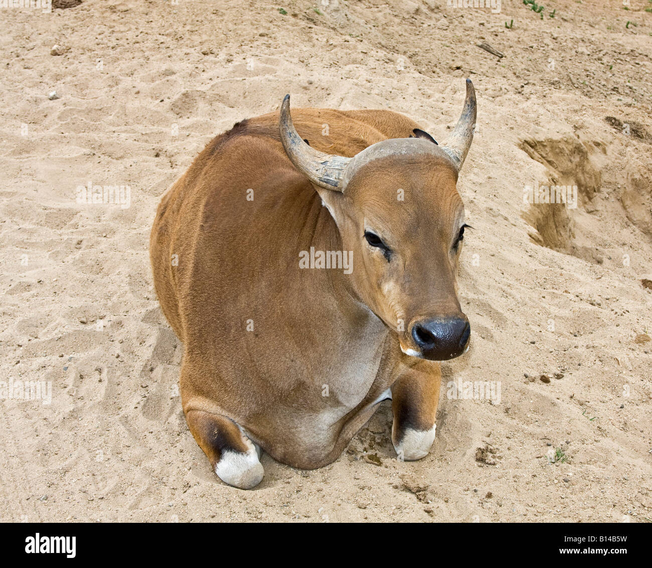 Javan Banteng (Feld Javanicus) wilde Kuh, ein geklontes Tier in San Diego Wild Animal Park in Kalifornien Stockfoto