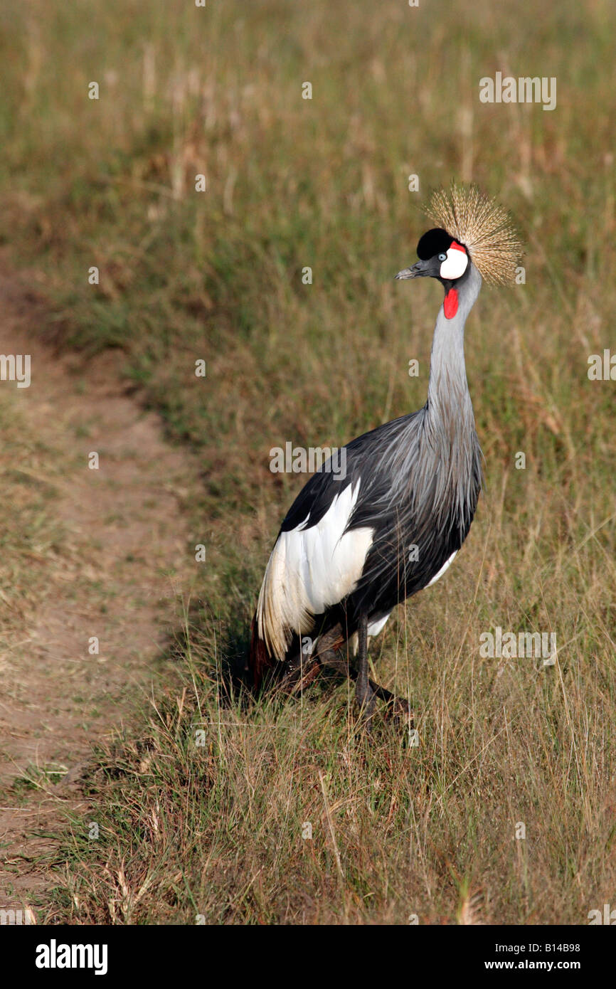 Gekrönte Kran Masai Mara Kenia Afrika Stockfoto