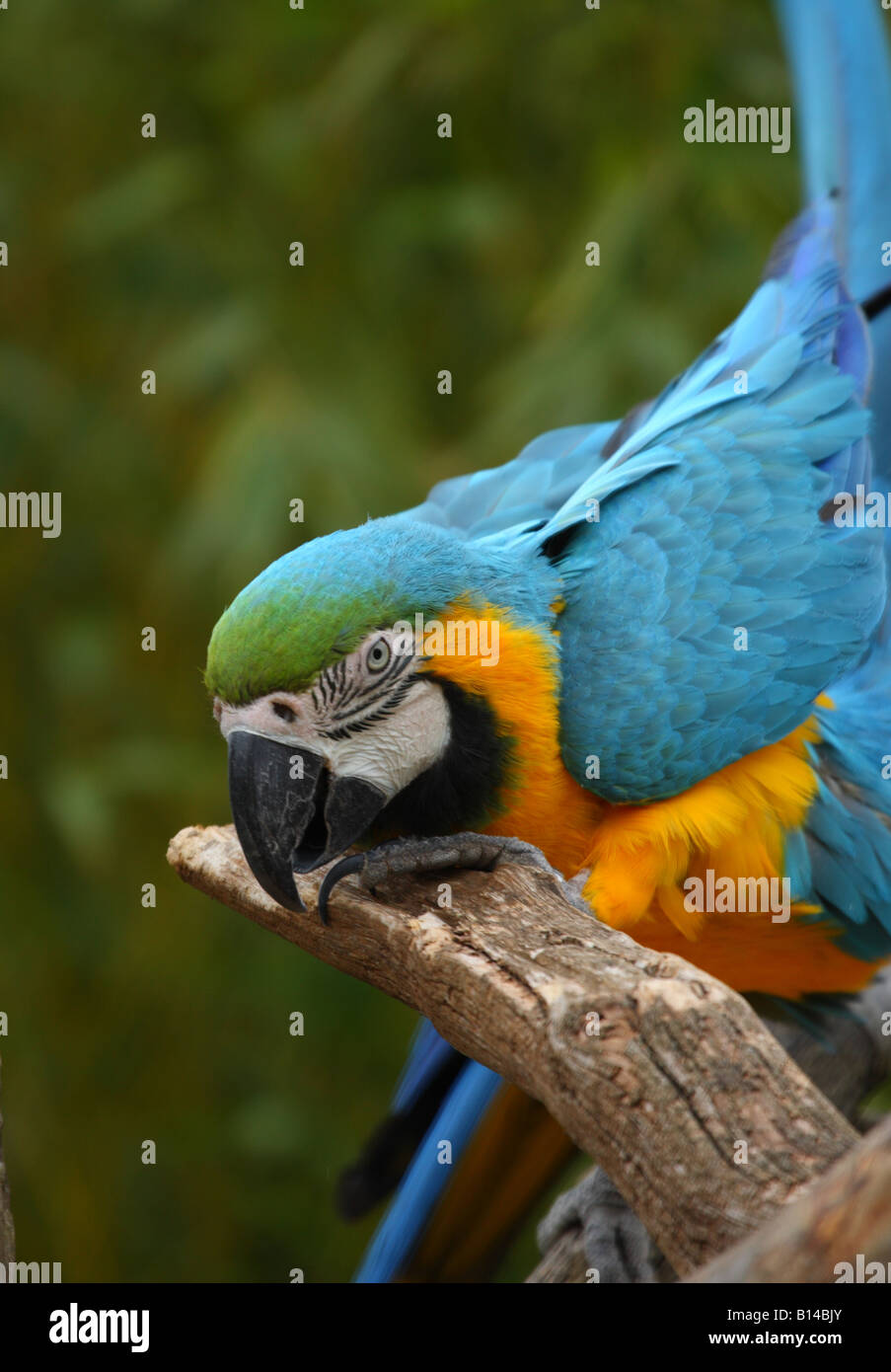 Papagei auf einem Ast nagen Stockfoto