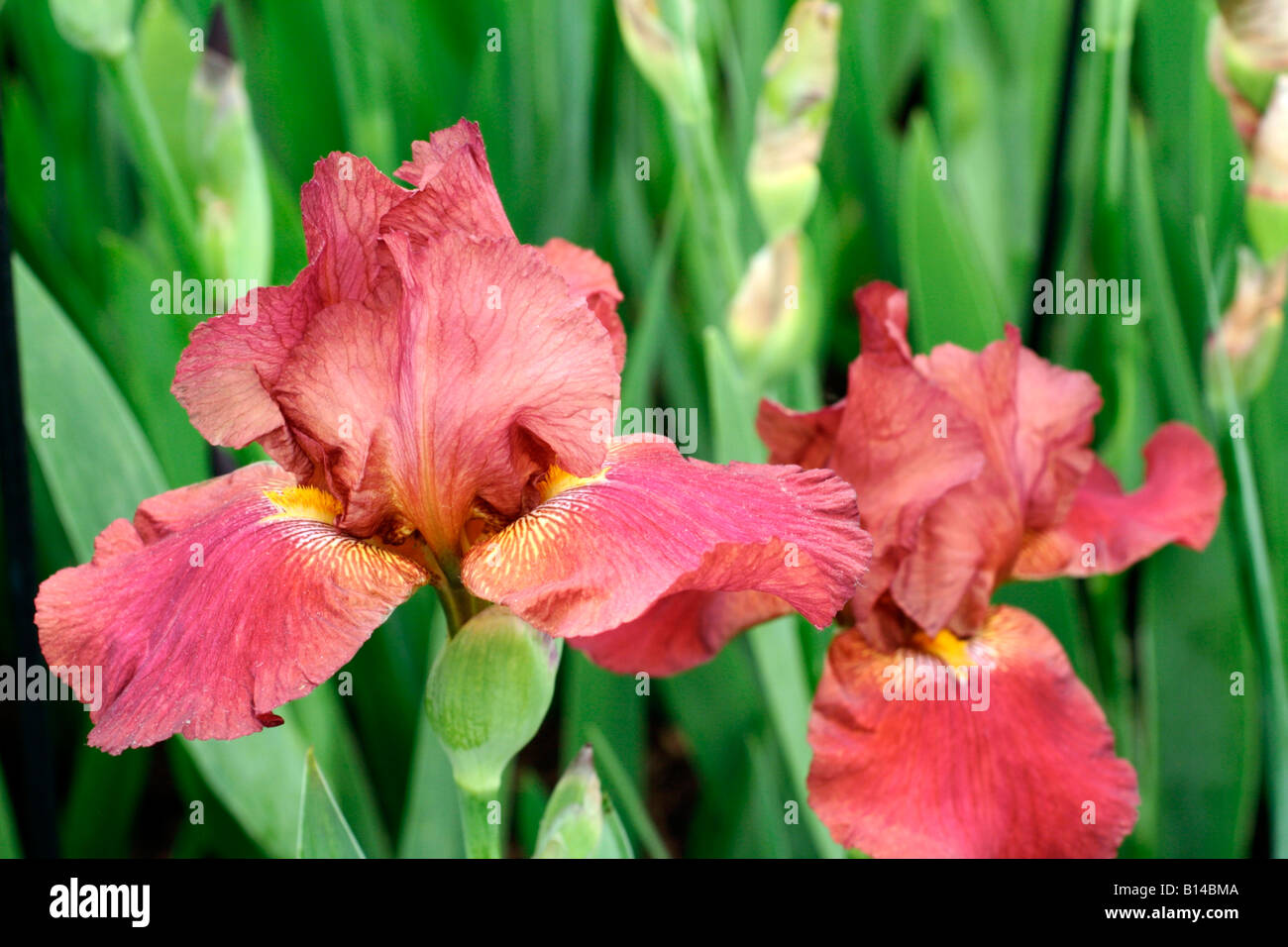 IRIS NAIVASHA Stockfoto