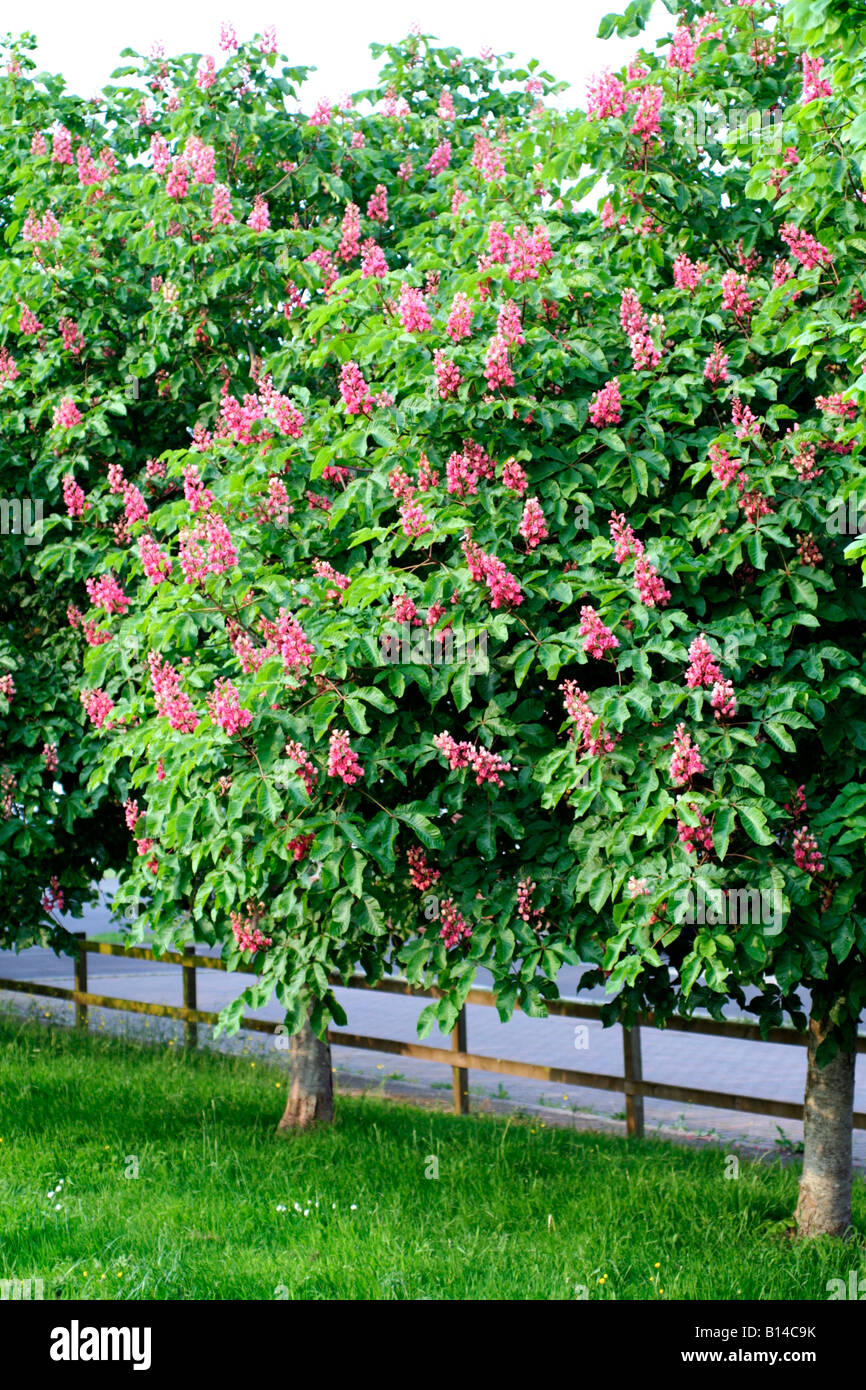 AESCULUS X CARNEA BRIOTII HAUPTVERSAMMLUNG MITTE MAI Stockfoto