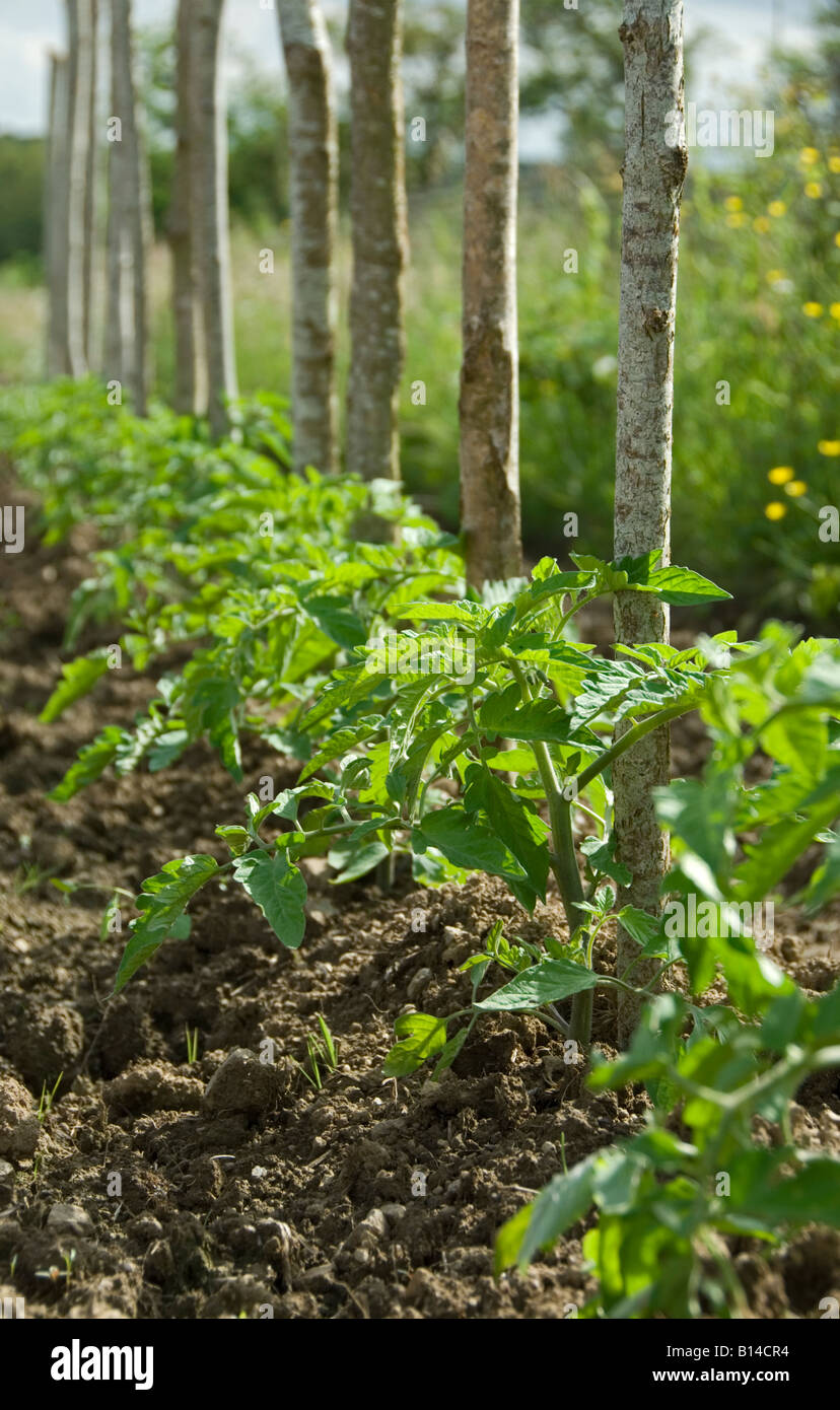 Stock Foto von Tomatenpflanzen im Boden einen Gemüsegarten Stockfoto