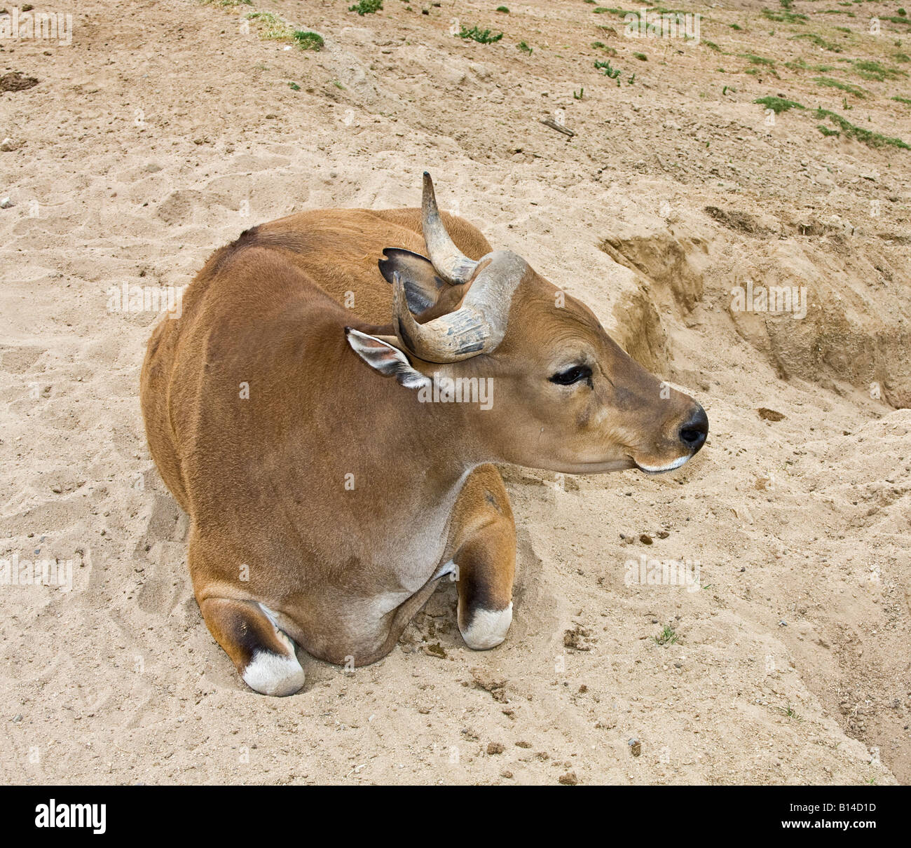 Javan Banteng (Feld Javanicus) wilde Kuh, ein geklontes Tier in San Diego Wild Animal Park in Kalifornien Stockfoto
