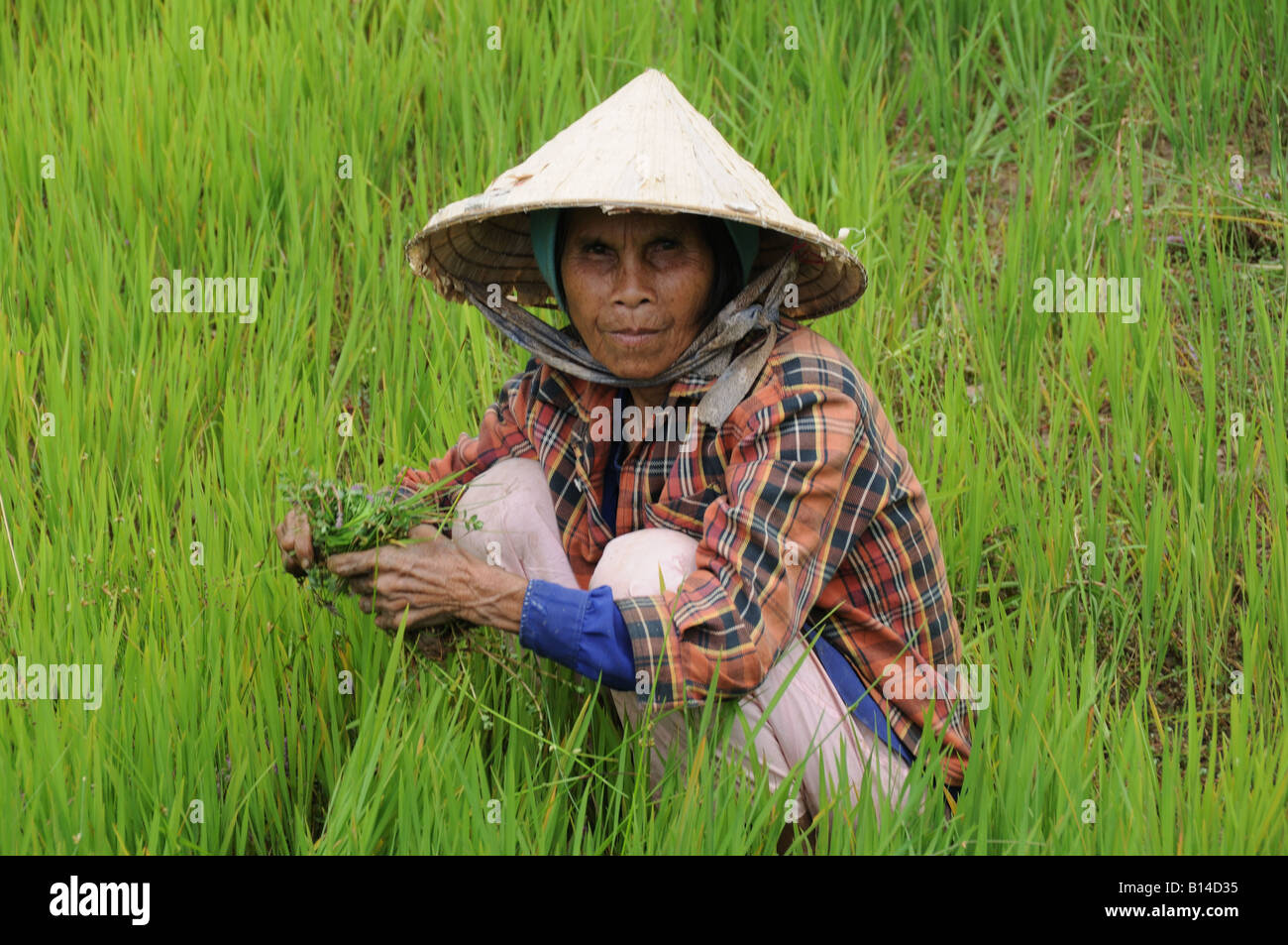 Vietnamesin trägt den traditionellen konischen Strohhut, der in einem Paddy-Feld wehte und auf die Kamera Central Highlands Vietnam blickt Stockfoto