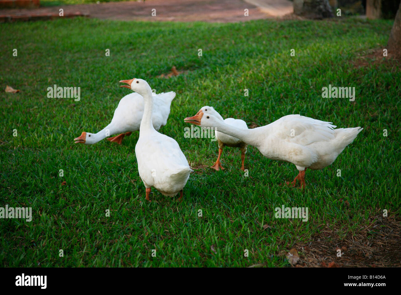 Gänse in Aktion Stockfoto