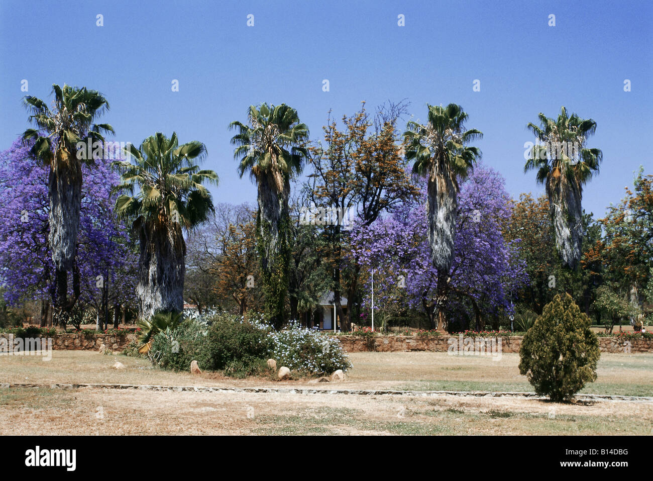 Geographie/Reisen, Zimbabwe, Harare, Park/Garten, blühenden Jacaranda und Palmen, Additional-Rights - Clearance-Info - Not-Available Stockfoto