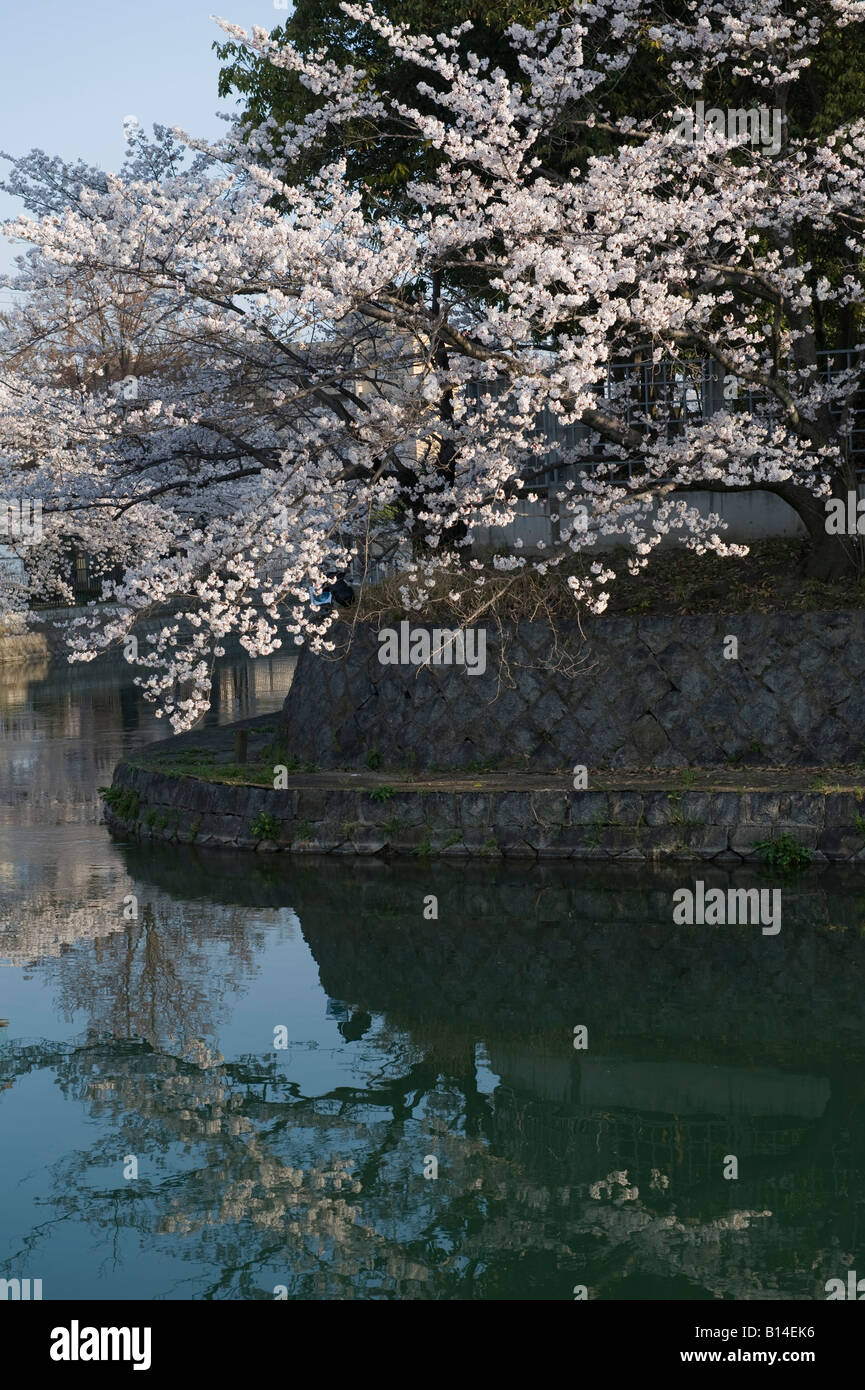 Kyoto, Japan. Kirschblüte entlang des Kanals um Okazaki-Park Stockfoto
