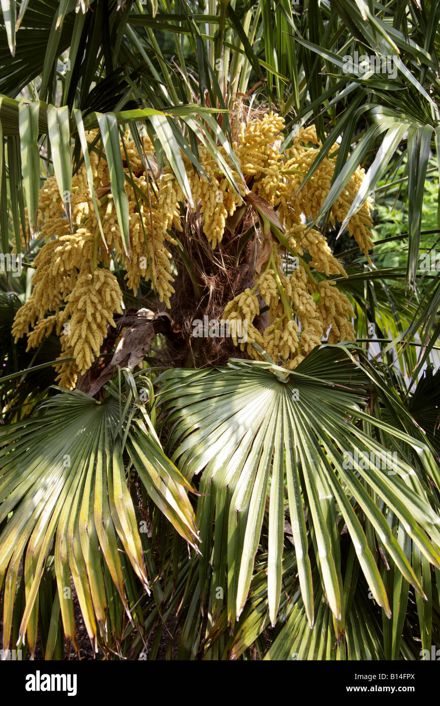 Chusan Palm aka Windmühle Palme oder chinesische Windmühle Palme (männlicher Baum), Trachycarpus Fortunei Palme China Stockfoto