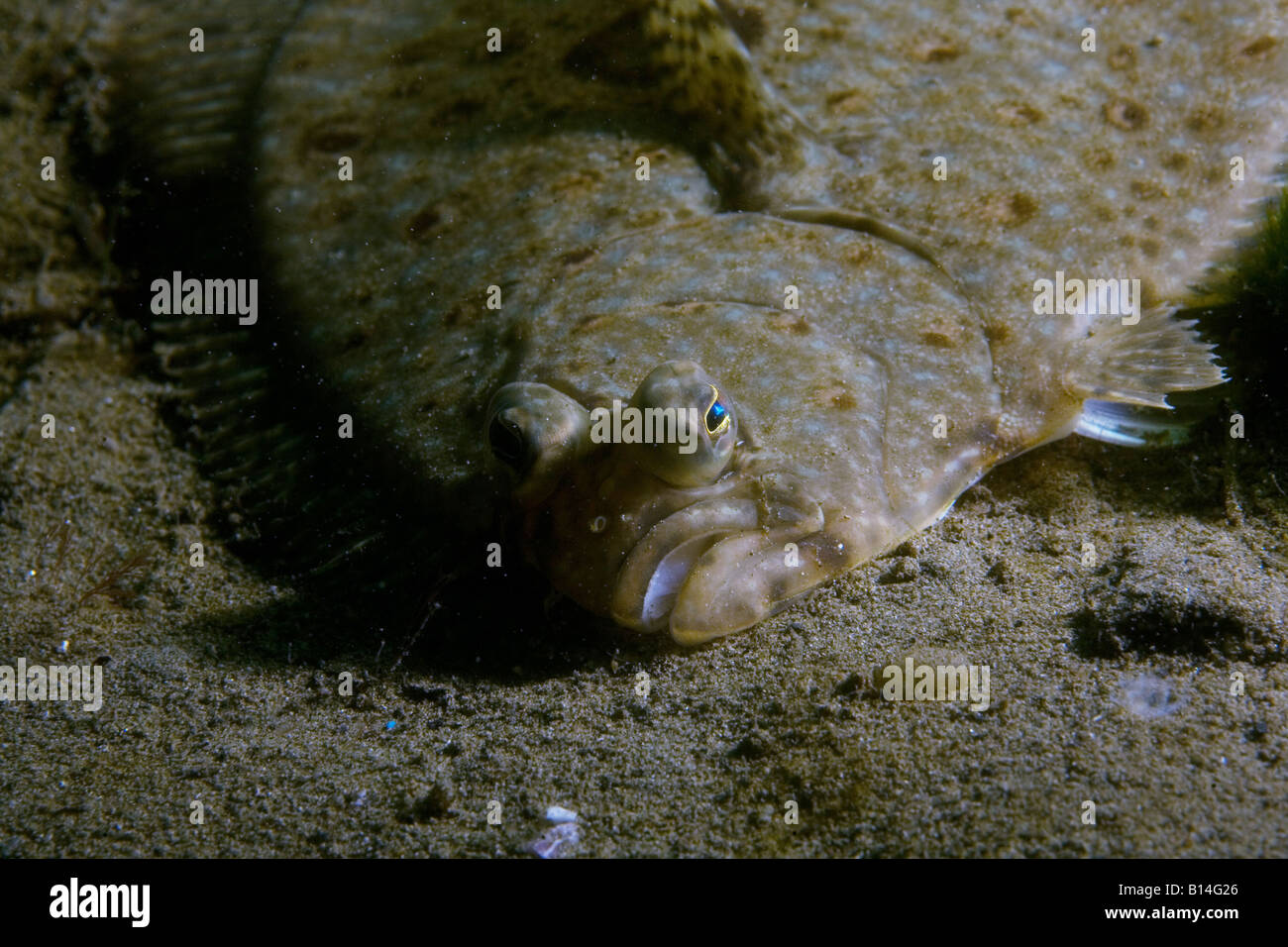 C-O Sole (Pleuronichthys coenosus) Stockfoto