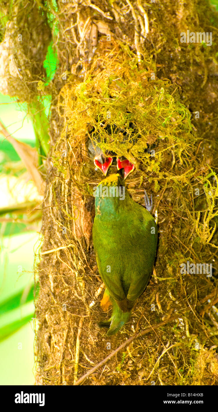 COSTA RICA männlichen Olived zurück Euphonia Vogel Fütterung neugeborene Küken in einem Dschungel-Nest unteren Pacuare Fluss Stockfoto