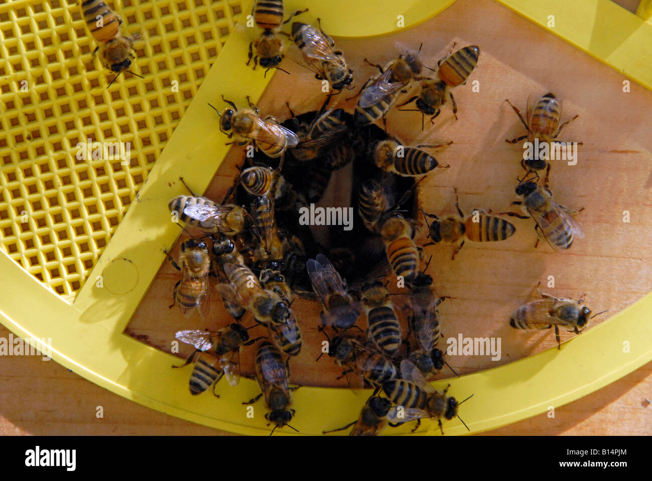 "Schwarm ^ Honigbienen in tragbaren ^ Bienenstock, California" Stockfoto