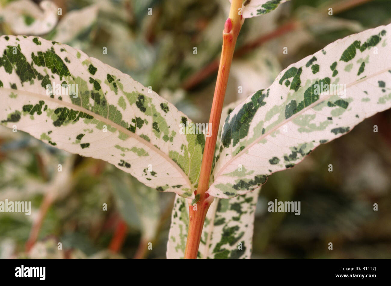Salix Integra Hakuro Nishiki Flamingo Baum Japanische Weide Nahaufnahme Der Blatter Stockfotografie Alamy