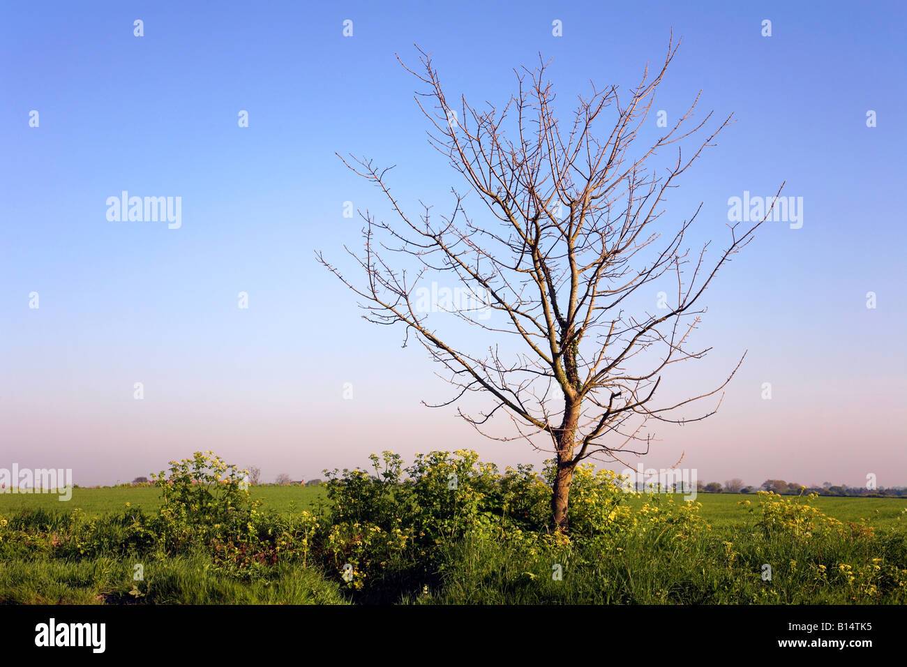 Isolierte Baum Stockfoto