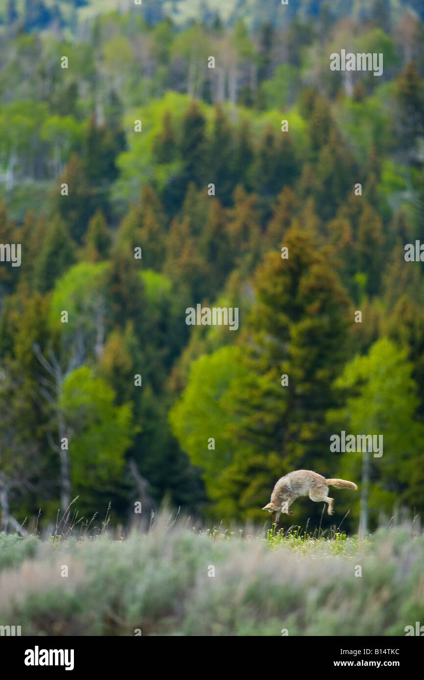 Kojoten (Canis Latrans) im Yellowstone-Nationalpark, Wyoming. Stockfoto