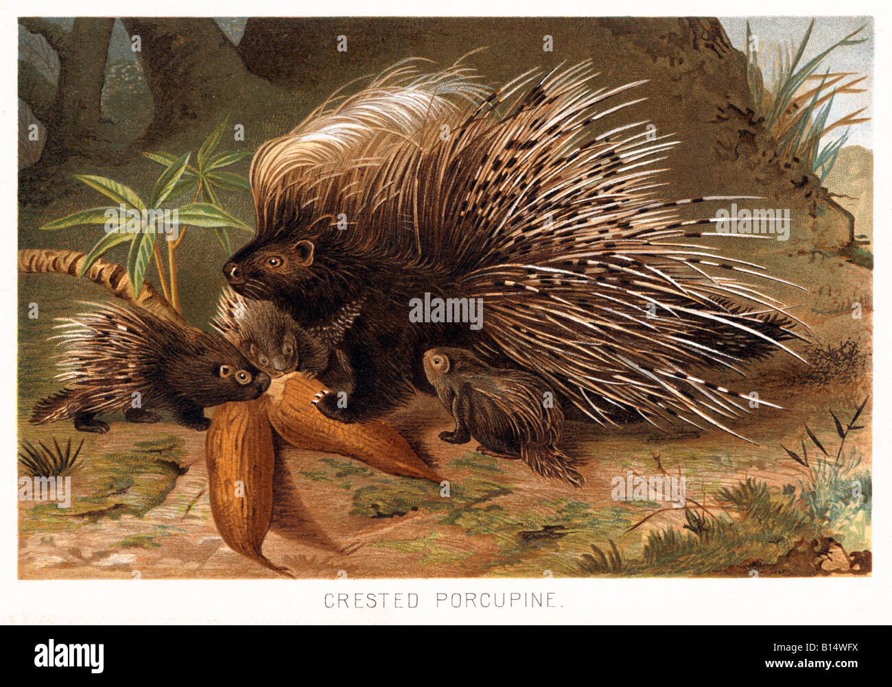 Crested Stachelschwein Abbildung des stacheligen Tieres aus Nordafrika und Italien auch bekannt als die afrikanischen Stachelschwein Stockfoto