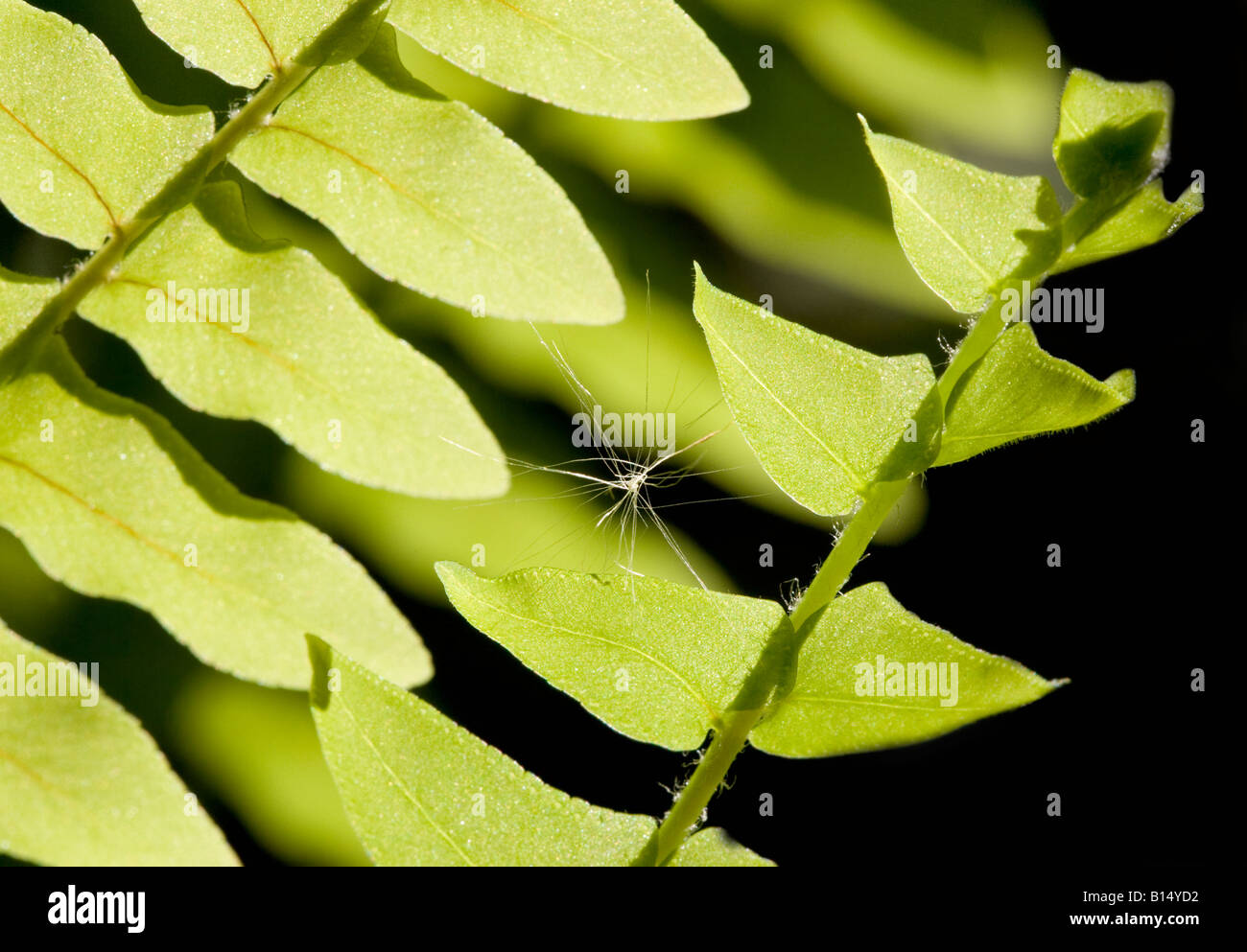 Ein Löwenzahn Samen gefangen zwischen Farn Blätter Stockfoto