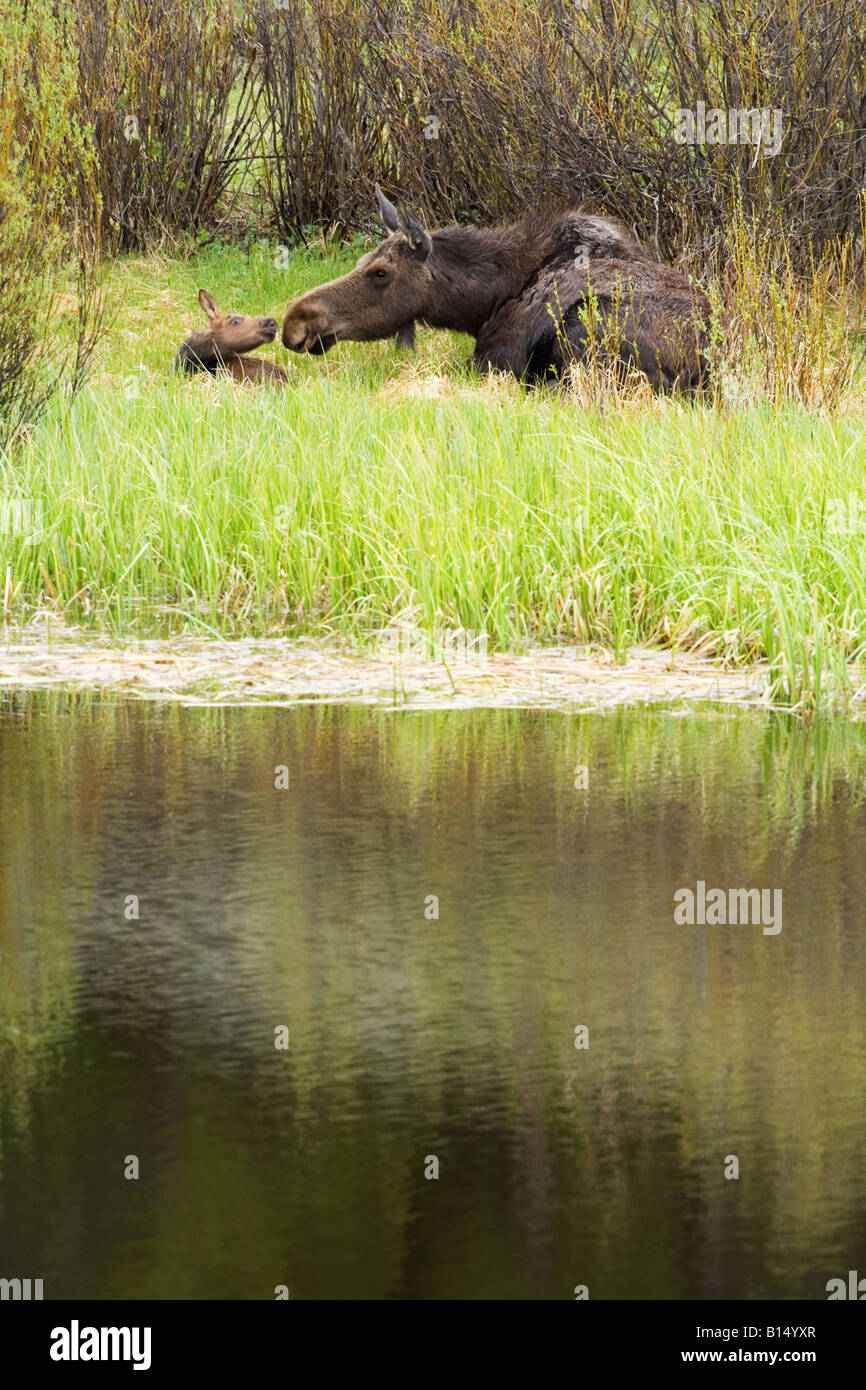 Elch (Alces Alces) und Kalb im Grand Teton National Park Hinterland Stockfoto