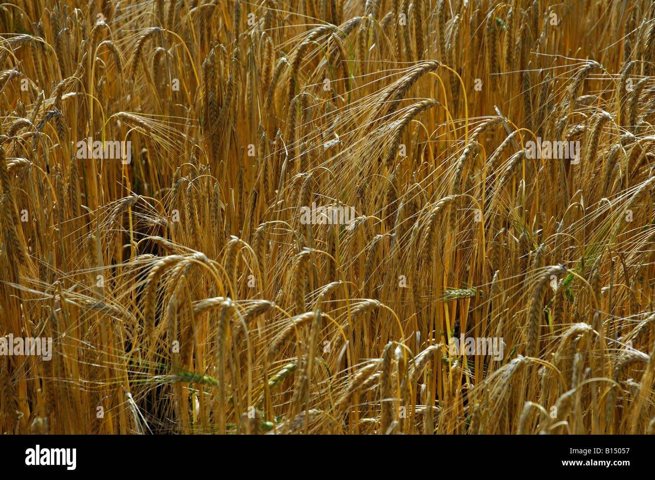 Hautnah am Gebiet der Reifen Gerste reif für die Ernte Stockfoto