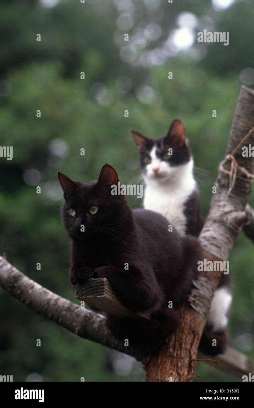 Katzen-paar auf dem Baum Stockfoto