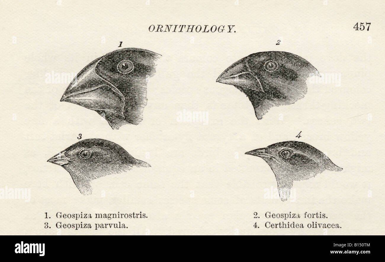 Finken mit Schnäbel angepasst an verschiedene Diäten während Beagle Reise von Charles Darwin auf Galapagos Inseln beobachtet Stockfoto