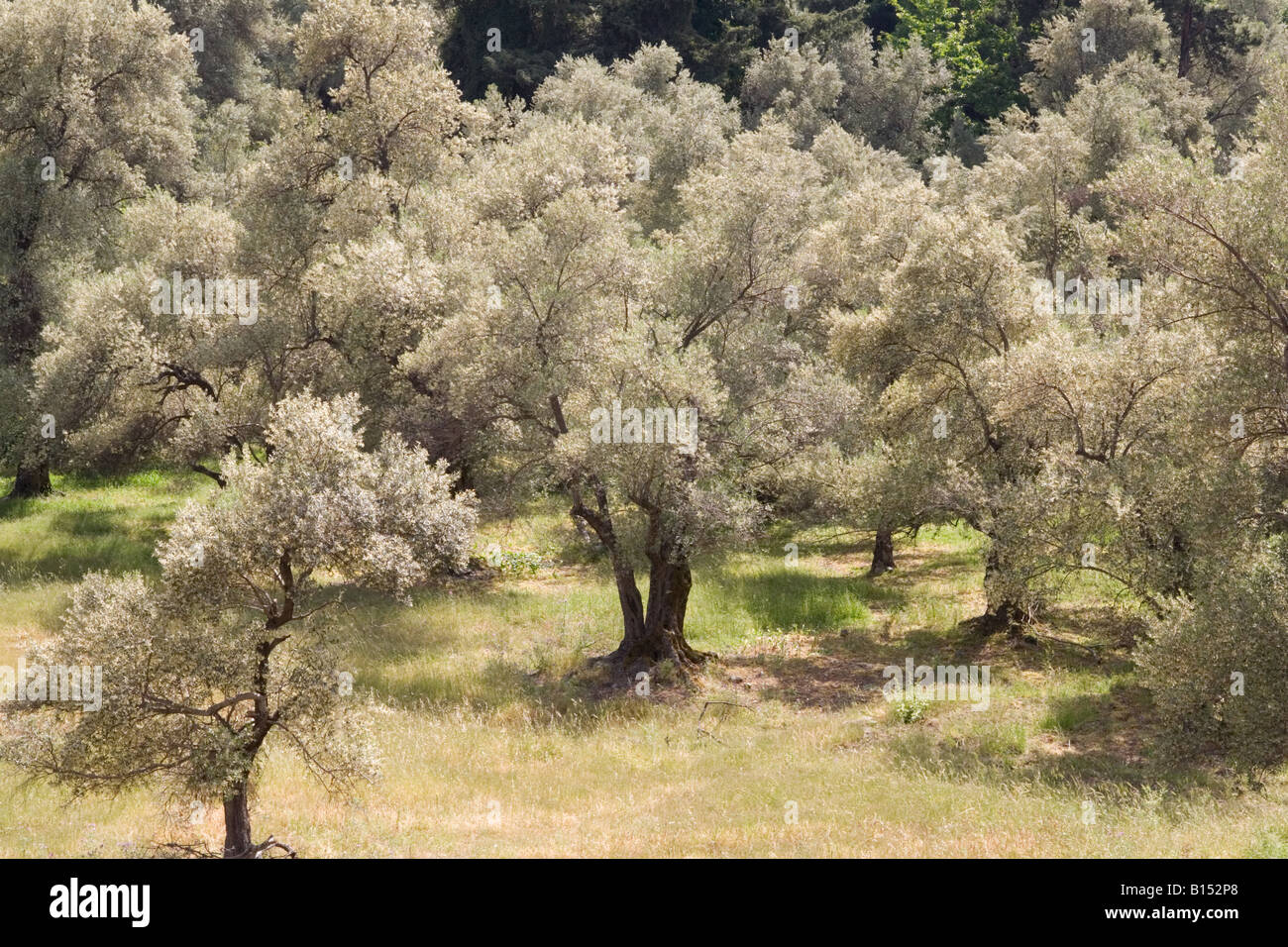 Olivenbume in Blte, in der Nhe von Spili, Kreta Stockfotografie - Alamy