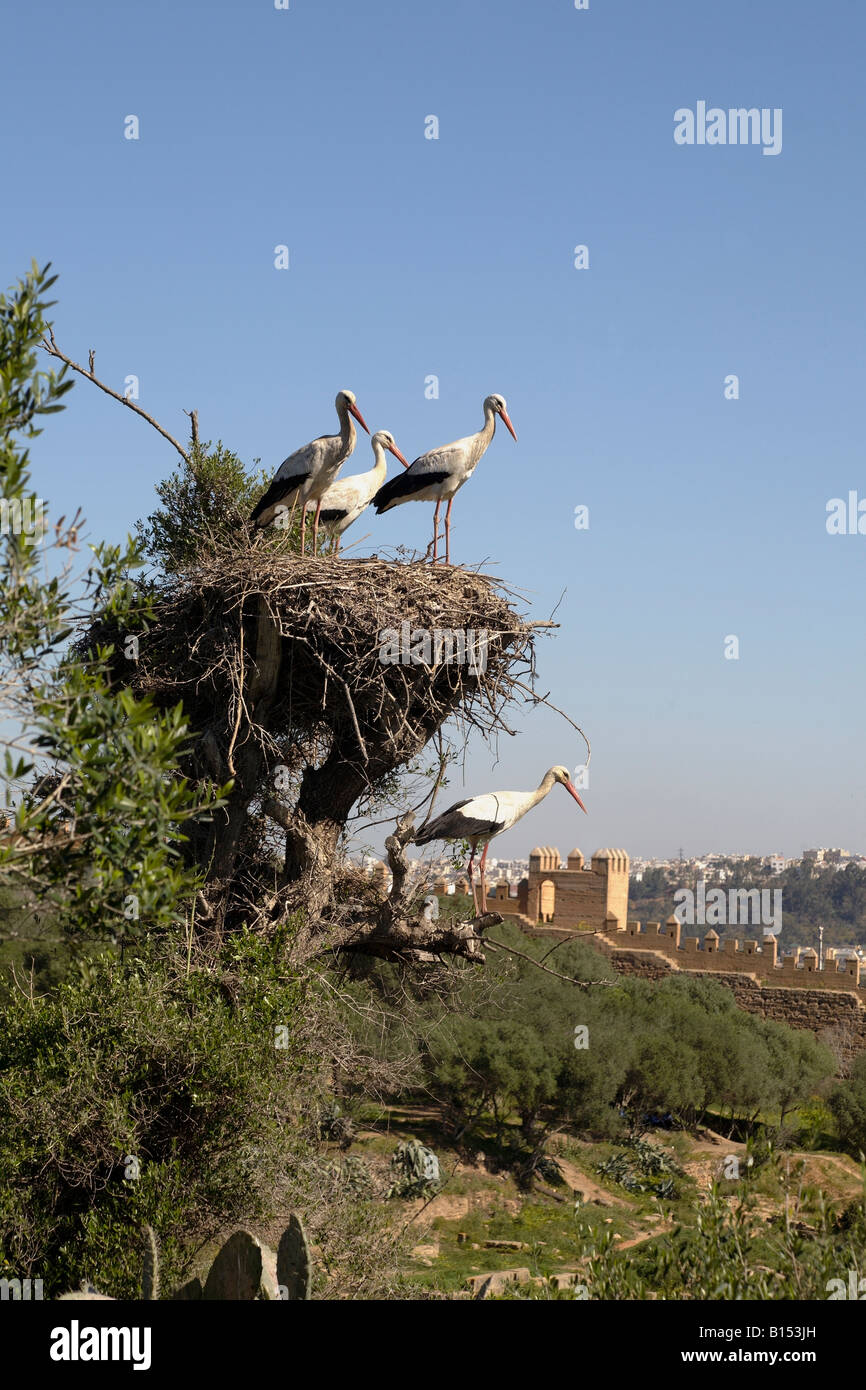 Störche in Nestern. Die Chellah, Rabat, Marokko Stockfoto