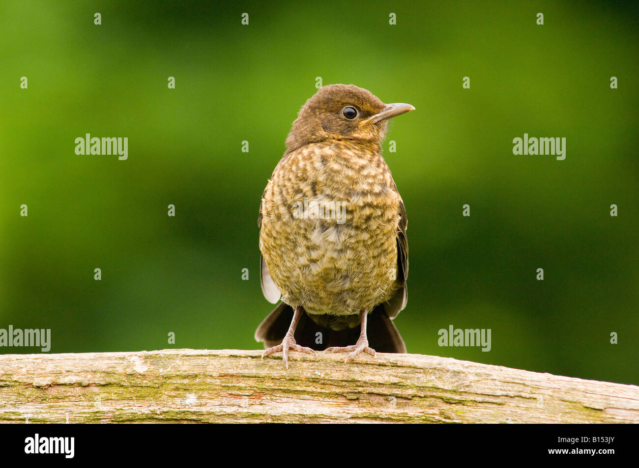 Junge weibliche Amsel am Zaun (Turdus Merula) im Vereinigten Königreich Stockfoto