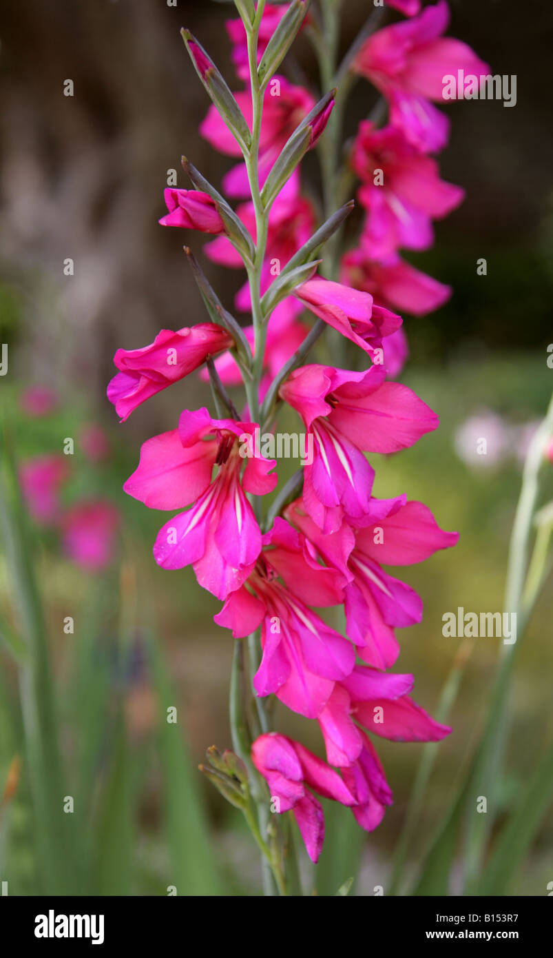 Schwertlilie aka Whistling Jack oder östlichen Gladiole Gladiolus Communis Subsp Byzantinus Iridaceae Mittelmeer Stockfoto
