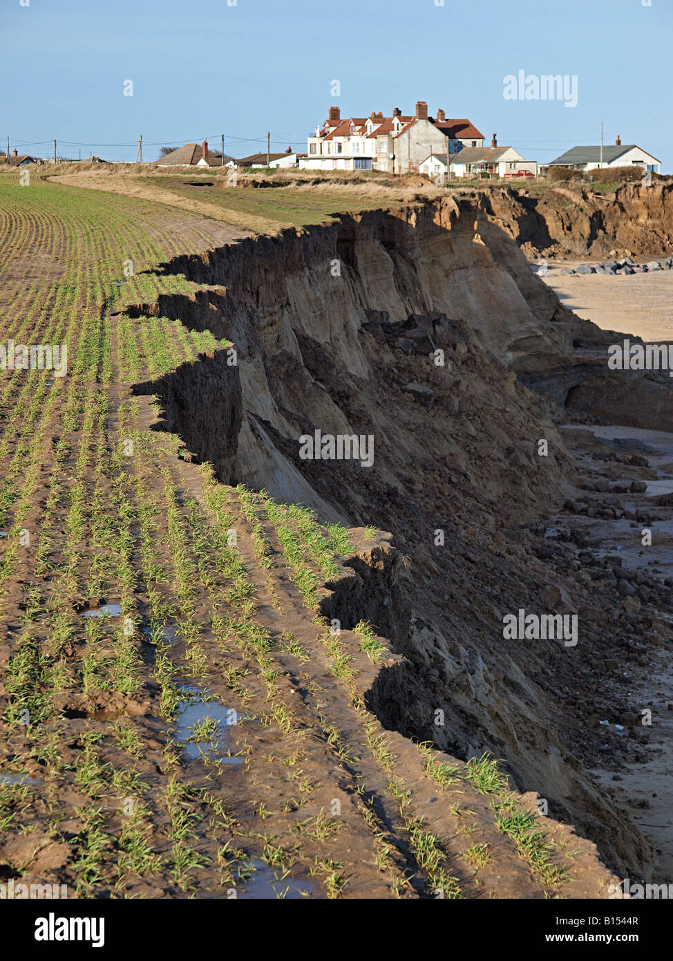 Winter Getreide gesät auf einer Klippe mit frischen erosion Erosion in wachsenden Ernte bei happisburgh Norfolk England England Stockfoto