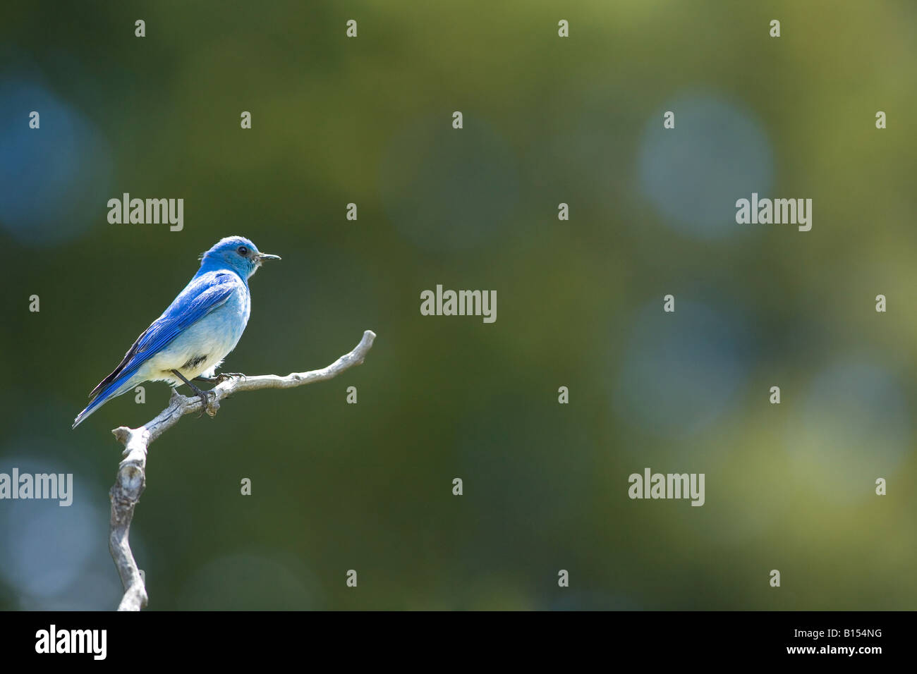 Mountain Bluebird (Sialia Currucoides) im Yellowstone National Park Stockfoto