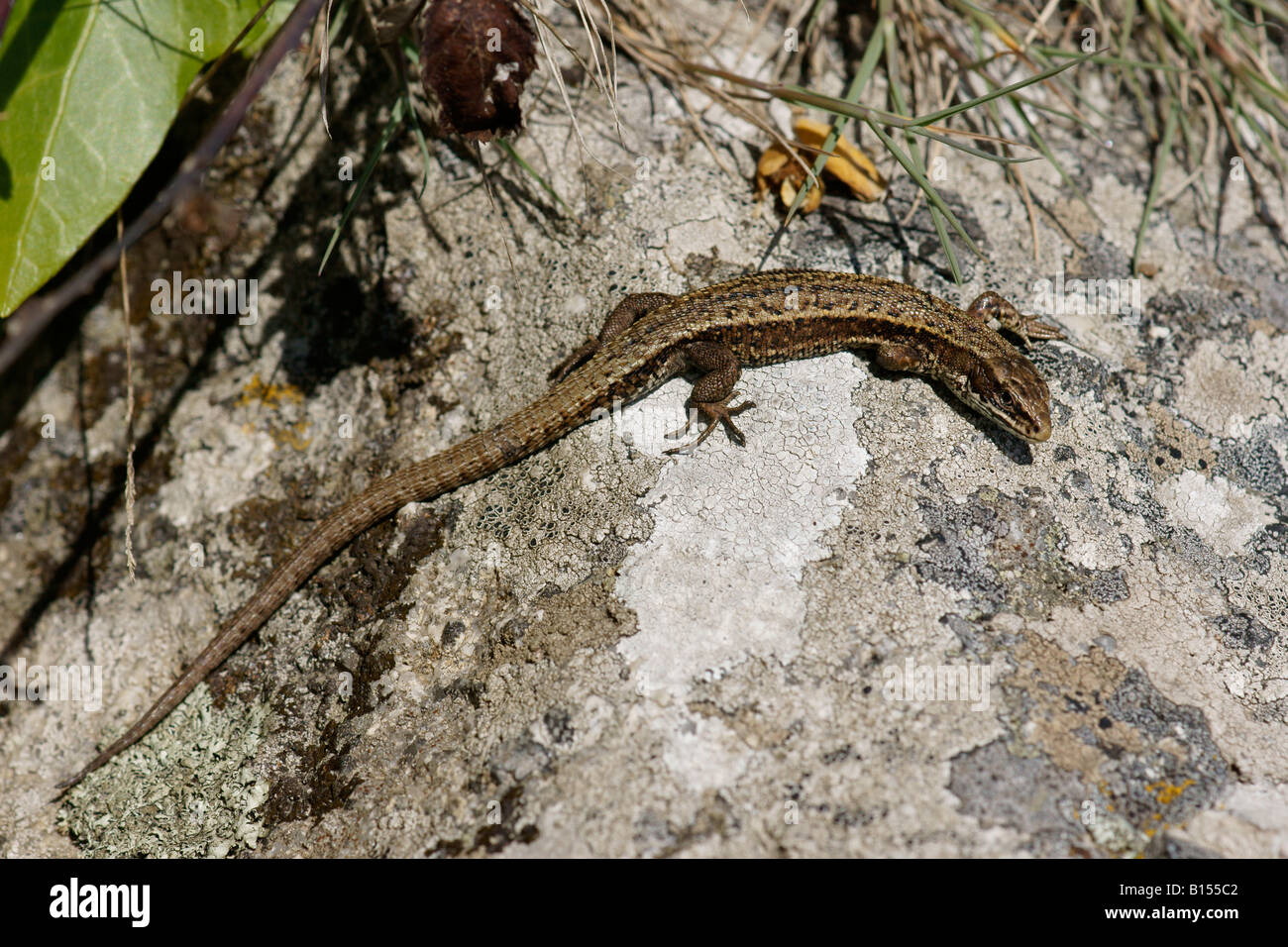 Gemeinen Eidechse, Lacerta Vivipara, sonnen sich auf einem Felsen Stockfoto