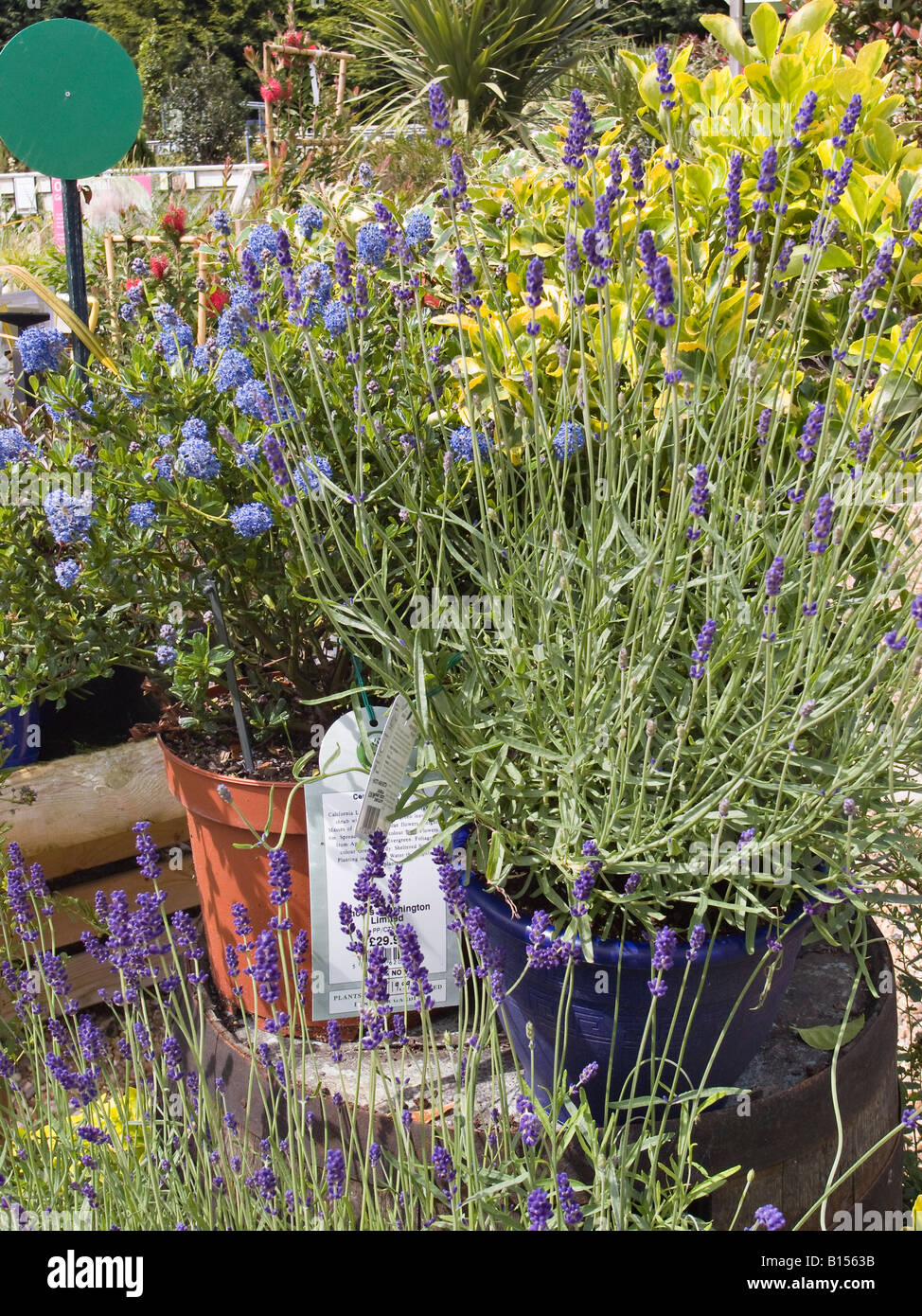 Pflanzen auf den Verkauf in einem englischen Garten-Center Stockfoto