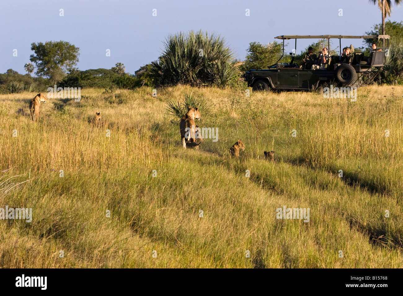 Panorama Touristen in African Safari Fahrzeug Okavango Botswana Beobachten und Fotografieren in der Nähe lion Pride mit Baby Jungen wandern im hohen Gras Stockfoto