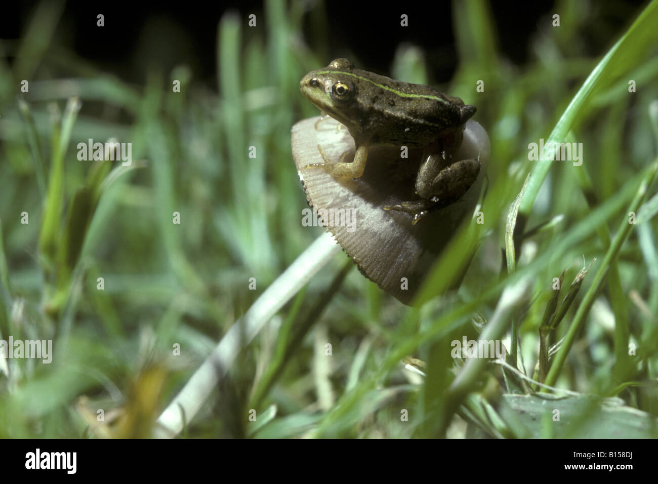 Frosch Pilz Rana Esculenta Teich Italien Rana Rana Verde Su Fungo