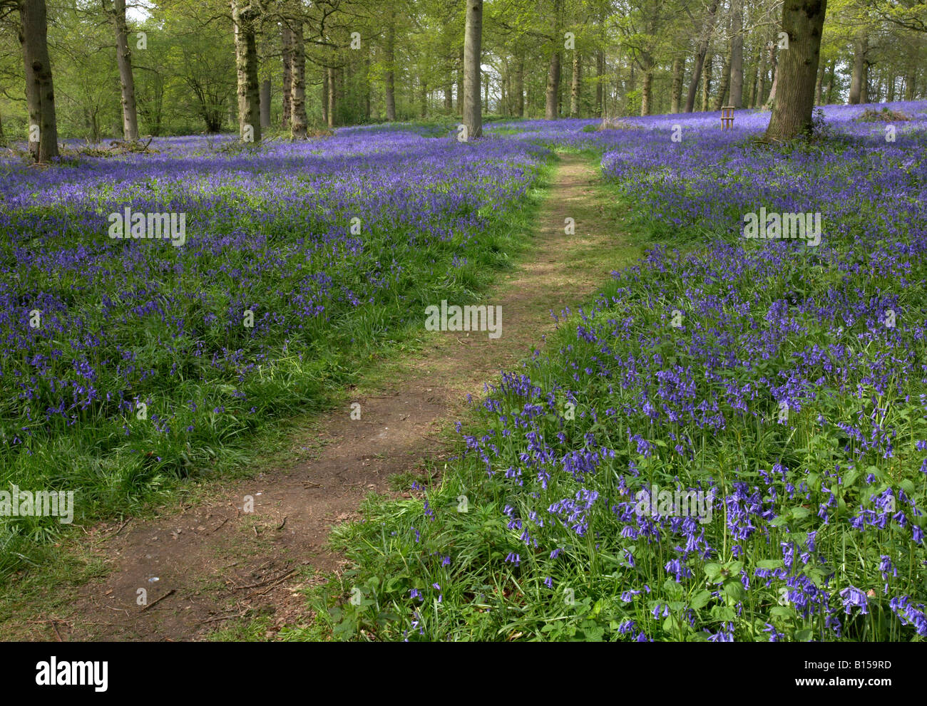 Wanderweg führt durch einen Accient Wald Teppichboden in Glockenblumen, Norfolk UK Stockfoto