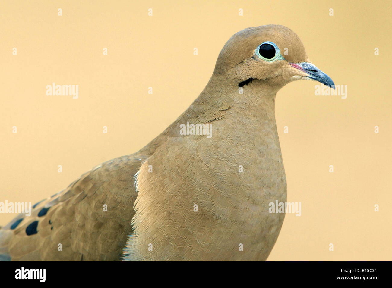 Mourning Dove Zenaida Macroura Osten der Vereinigten Staaten Stockfoto