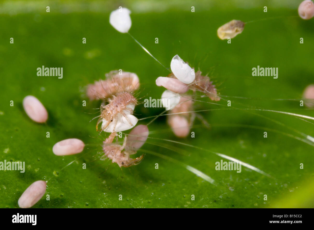Florfliegenlarven schlüpfen aus Eiern Stockfoto