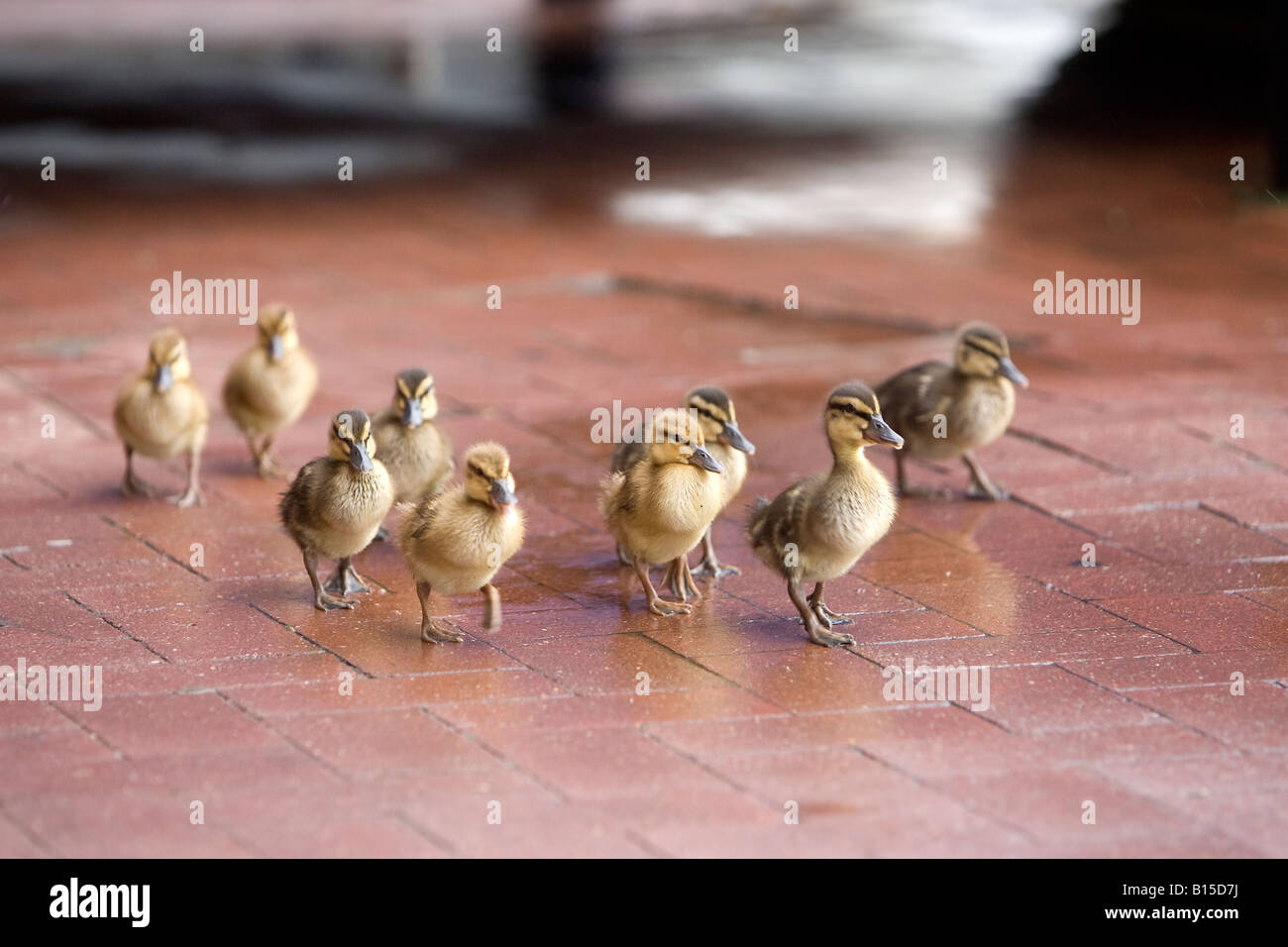 Eine Bande von neun Entenküken, für einen Spaziergang Stockfoto