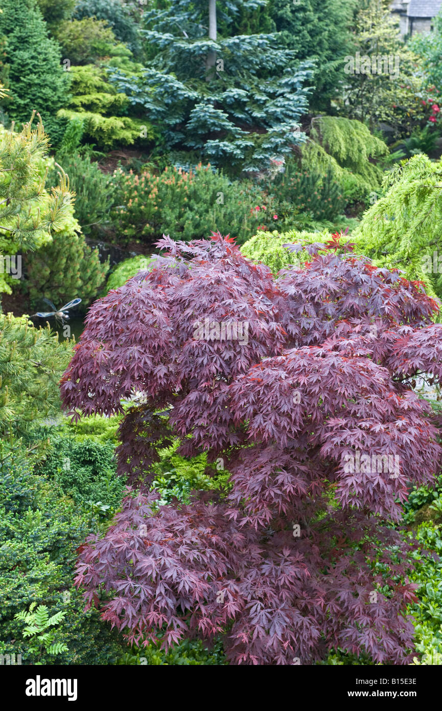 Steingarten mit Nadelbäumen und Acer Design von Bahaa Seedhom North Yorkshire England Mai Stockfoto