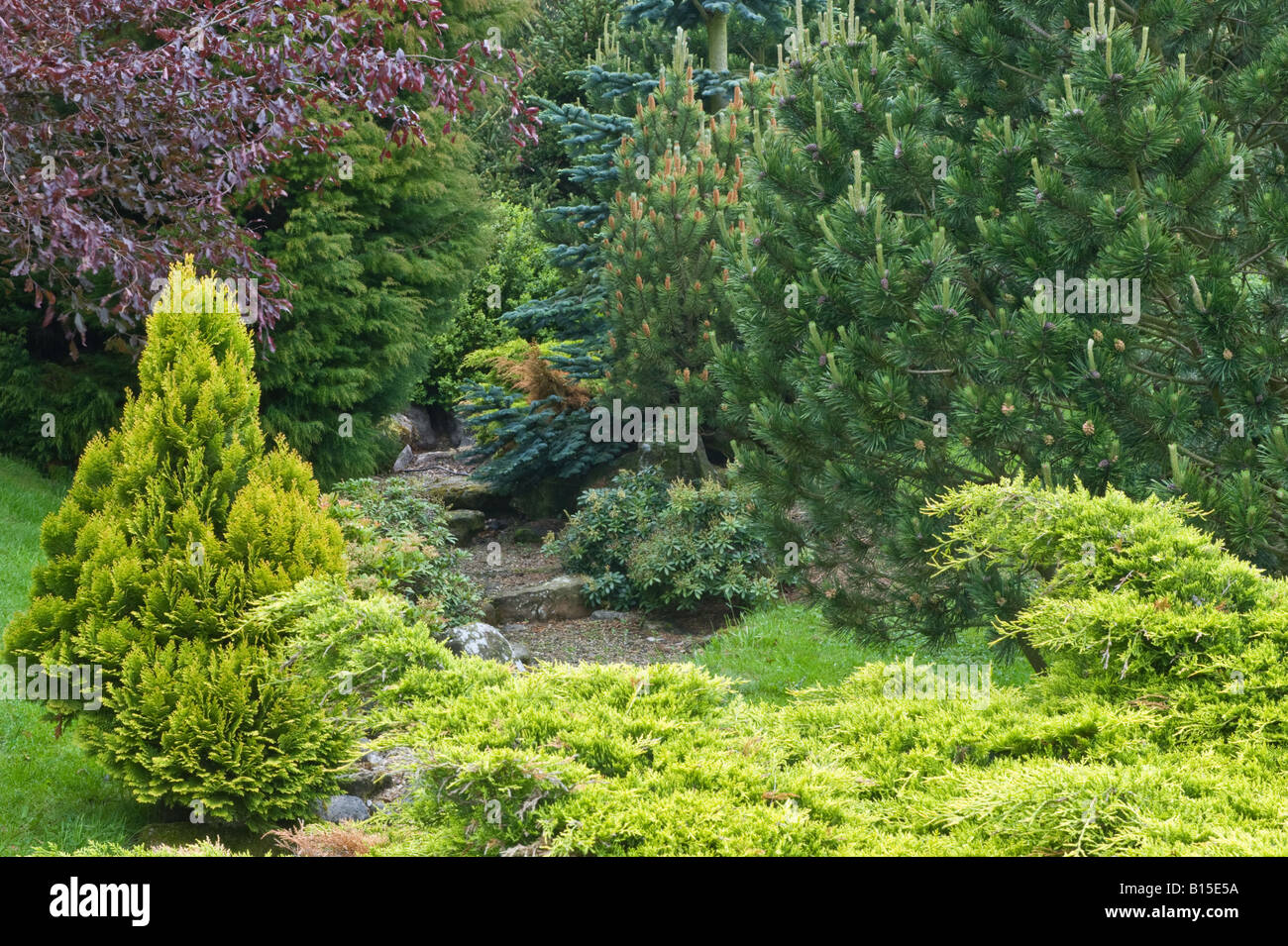 Lokalen Gritstone und Koniferen in die Gartengestaltung von Bahaa Seedhom North Yorkshire England Europa Mai verwendet Stockfoto